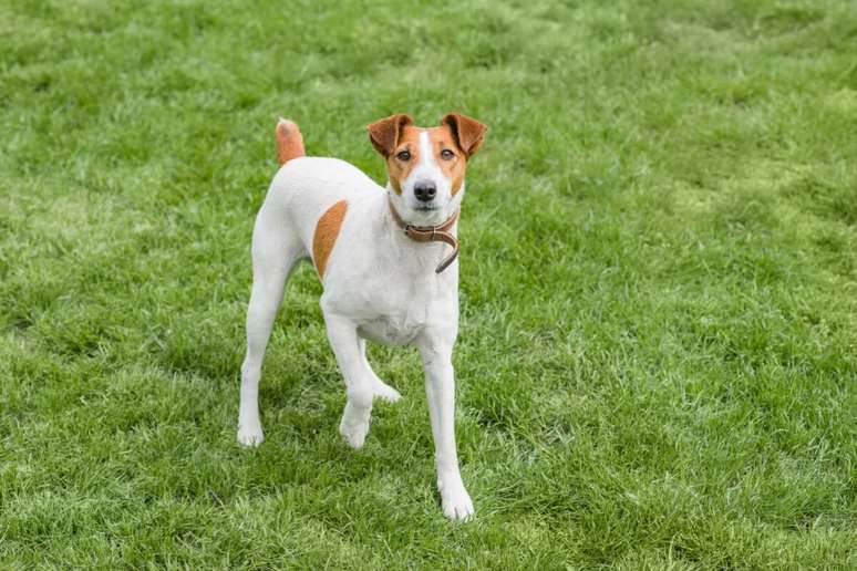 O fox terrier de pelo liso é conhecido por ser enérgico e com poucas doenças genéticas registradas 