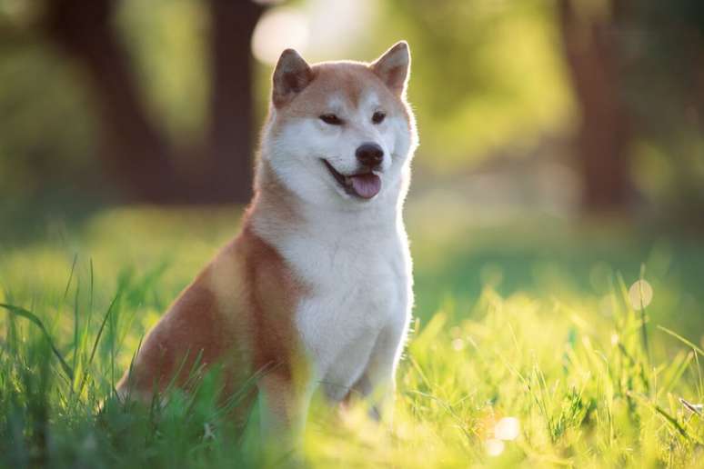 O shiba inu tem uma saúde robusta e pode viver de 12 a 16 anos 