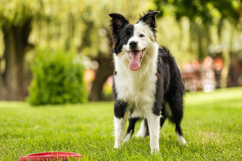 O border collie tem uma estrutura física atlética e saudável 