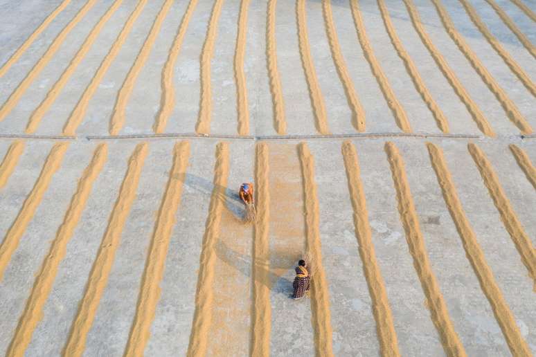 O arroz &eacute; um alimento b&aacute;sico para bilh&otilde;es de pessoas em todo o mundo