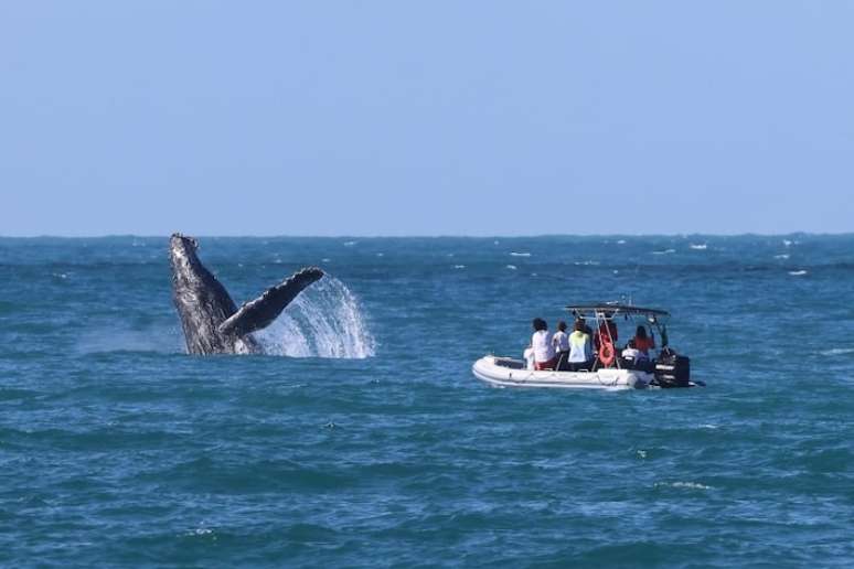 Imagem mostra as duas primeiras baleias jubartes avistadas na temporada de 2025, em Ilhabela, litoral norte de São Paulo.