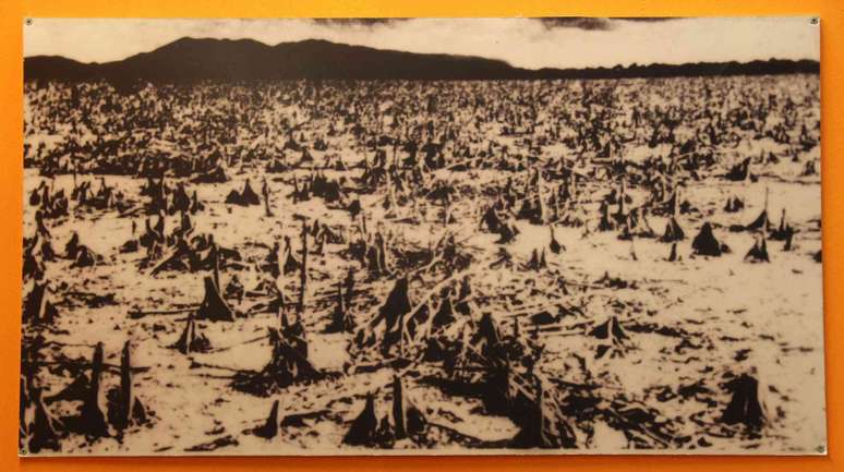 Uma foto em um museu mostra uma ampla área de manguezais destruídos e sem folhas