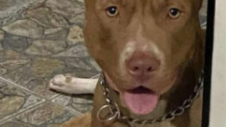 Mulher é encontrada ensanguentada após ataque de pitbull em casa e morre em UPA