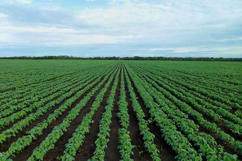 Imagem mostra plantação de soja no Brasil.