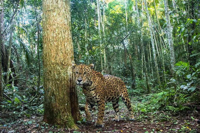 Jaguar de Pháirc Náisiúnta Iguaçu