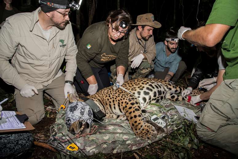 Obair ghabhála Jaguar ag Páirc Náisiúnta Iguaçu