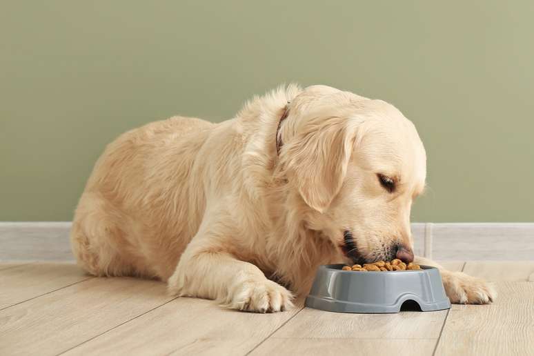 A alimenta&ccedil;&atilde;o do c&atilde;o-guia deve considerar seu porte, n&iacute;vel de atividade e idade 