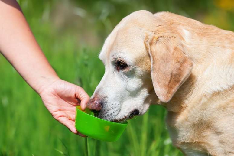 A hidratação é ainda mais importante para os cachorros mais velhos 
