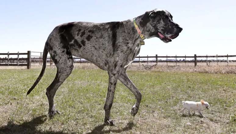 Encontro de Reggie e Pearl, os cachorros mais alto e mais baixo do mundo