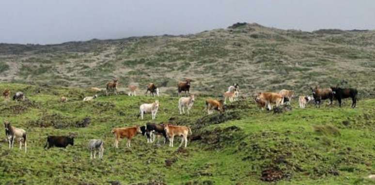 As vacas selvagens da Ilha Amsterdã, território da França no sul do Oceano Índico: animais passaram por um processo conhecido como 'feralização', mas população acabou toda abatida em 2010. Foto de Francois Colas, Fourni par l'auteur