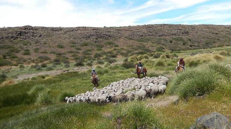 Ovelhas t&ecirc;m um impacto menor no ecossistema do que o gado
