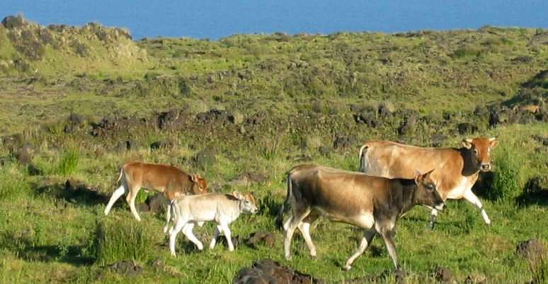 Vacas da Ilha Amsterdã. François Colas, Fourni par l'auteur
