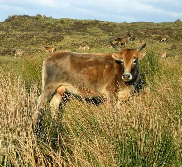 Vaca da Ilha Amsterdã. Foto de François Colas, Fourni par l'auteur