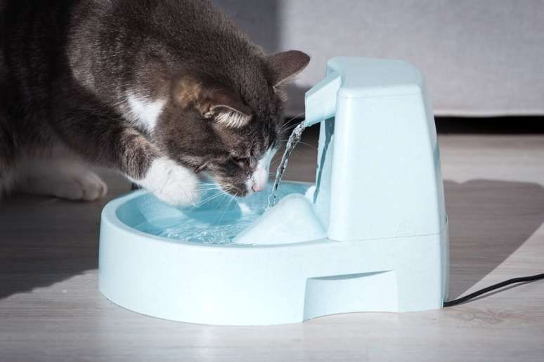 8 models of sources and water drinkers for cat