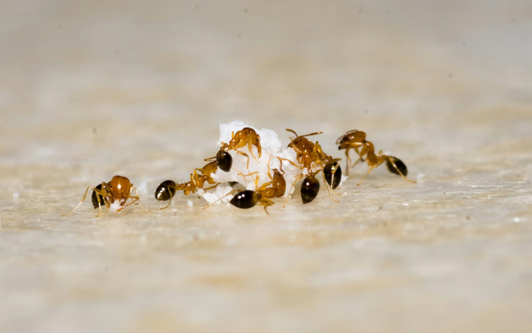 The coffee make -up to get rid of ants at home is easy, fast and without pesticides