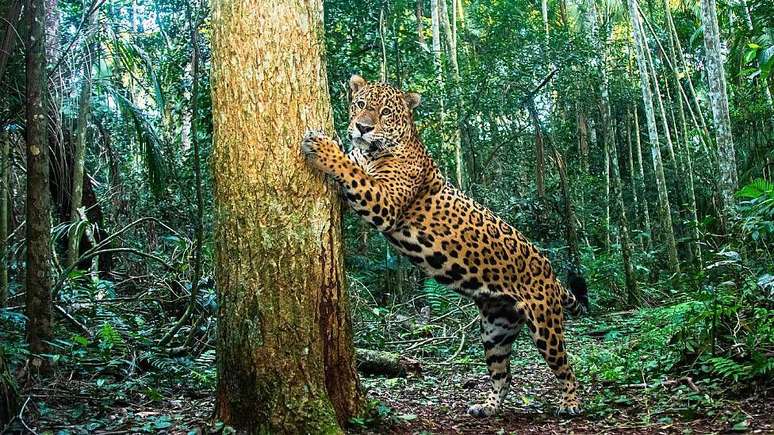 Em vez de ca&ccedil;arem as on&ccedil;as, criadores de gado locais agora entram em contato com Barros e sua equipe para buscar solu&ccedil;&otilde;es para conflitos com os animais