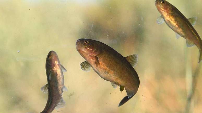 A mojarra-pelada vive apenas no Valcheta, como a esp&eacute;cie de r&atilde; do riacho