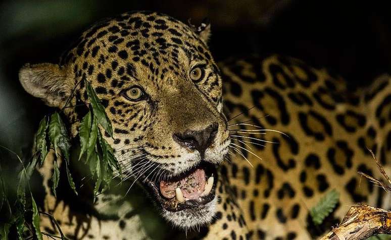 A ca&ccedil;a e a perda de habitat s&atilde;o as maiores amea&ccedil;as enfrentadas pelas on&ccedil;as-pintadas