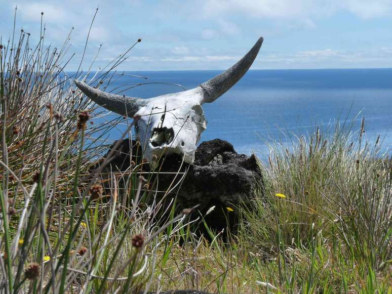 Crânio de uma vaca na Ilha de Amsterdã. franek2, CC BY-SA