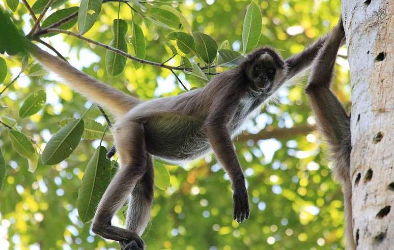O macaco-aranha-marrom (Ateles hybridus) est&aacute; criticamente amea&ccedil;ado, a categoria de amea&ccedil;a mais s&eacute;ria antes da extin&ccedil;&atilde;o, de acordo com a classifica&ccedil;&atilde;o da Uni&atilde;o Internacional para a Conserva&ccedil;&atilde;o da Natureza (IUCN)