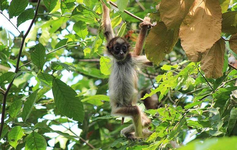 O macaco-aranha-marrom est&aacute; amea&ccedil;ado pela perda de habitat