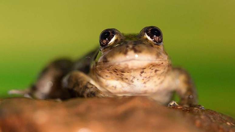A r&atilde; do riacho Valcheta enfrenta duas amea&ccedil;as principais: a introdu&ccedil;&atilde;o de trutas no rio e o impacto do gado na vegeta&ccedil;&atilde;o do riacho.
