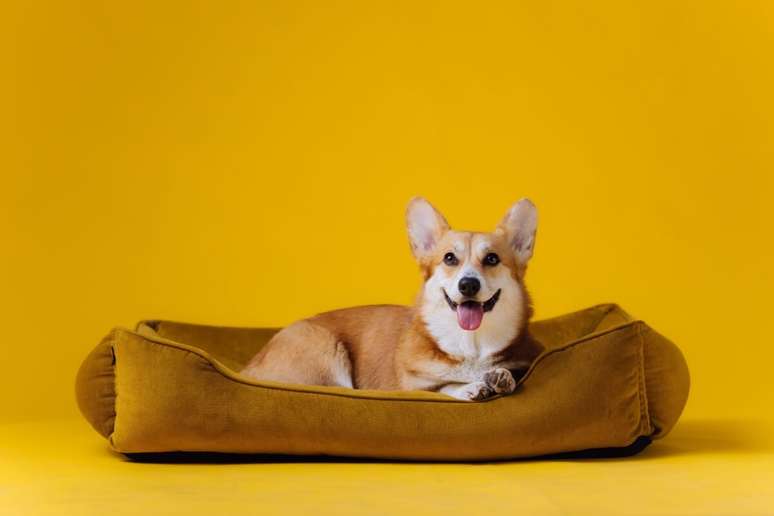 7 types of dog beds 7 types of dog beds