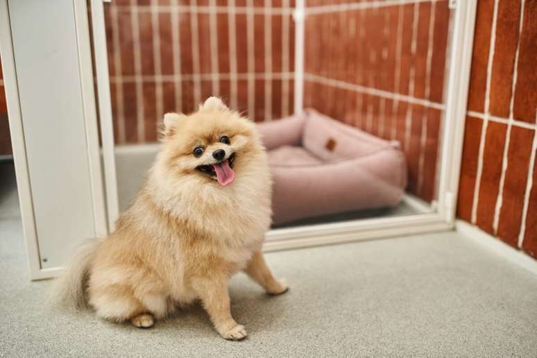 The bed with high edges offers more comfort to the dog The bed with high edges offers more comfort to the dog