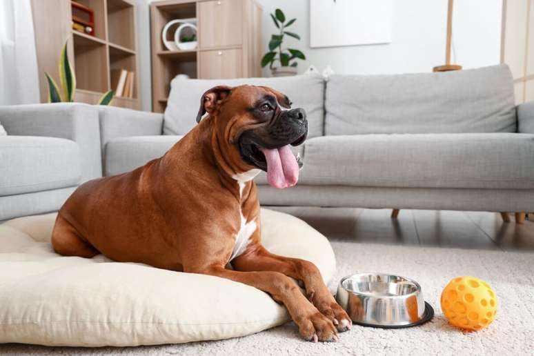 The pillow type bed is ideal for dogs who love to sleep sprinkled The pillow type bed is ideal for dogs who love to sleep sprinkled