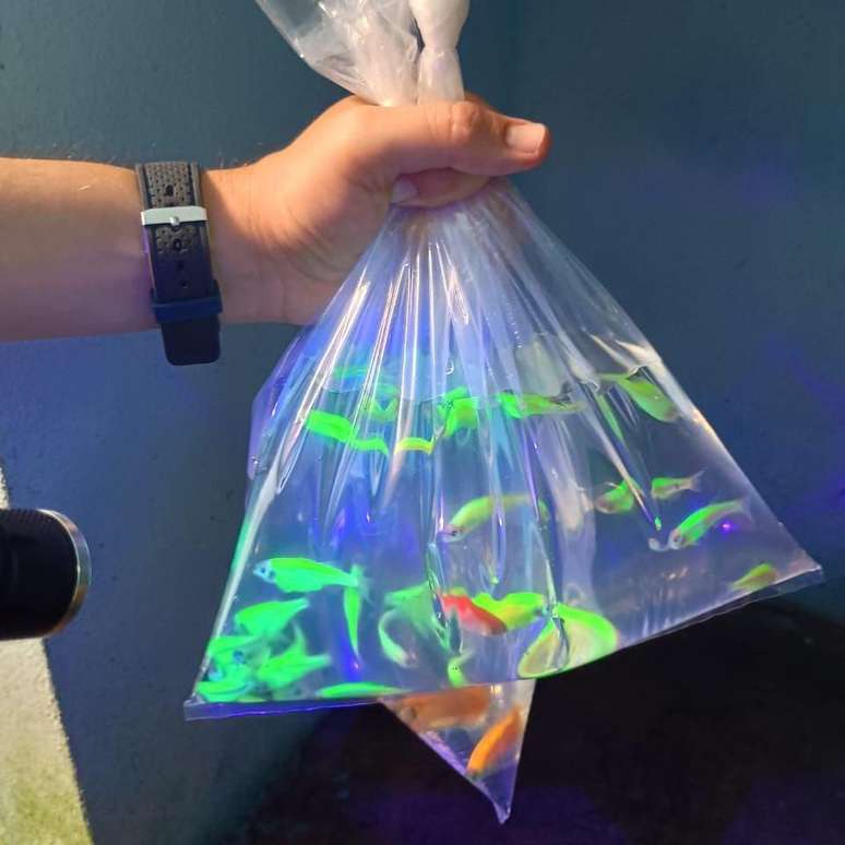 Mais de 50 mil peixes geneticamente modificados foram apreendidos durante opera&ccedil;&atilde;o