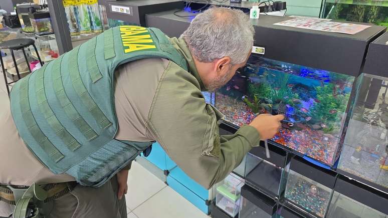 Fiscal do Ibama avalia se peixes possuem caracter&iacute;sticas de modifica&ccedil;&atilde;o gen&eacute;tica