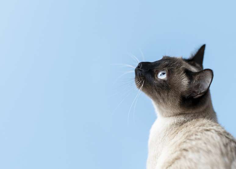 The mediaship of cats: did you know they are guardians?