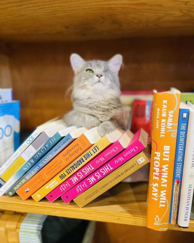 In this library, you enter to buy a book and you can bring home a kitten In this library, you enter to buy a book and you can bring home a kitten