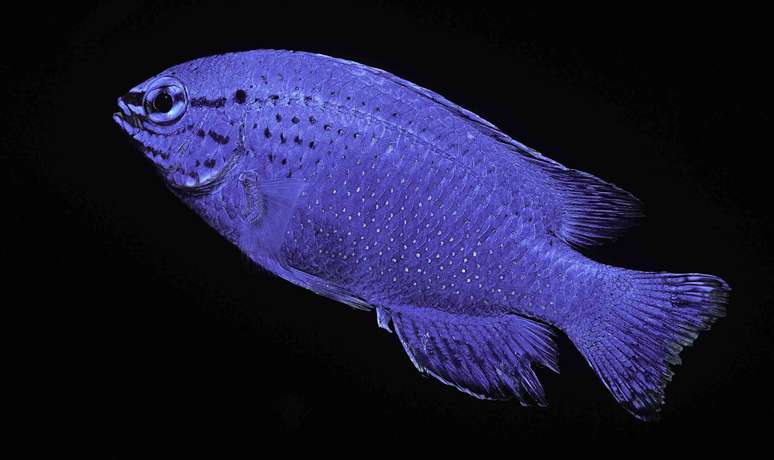 Donzela azul, parecendo iridescente contra um fundo preto