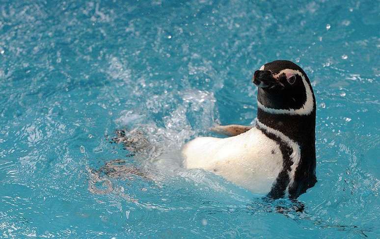 Os pinguins n&atilde;o voam, mas usam as asas para nadar