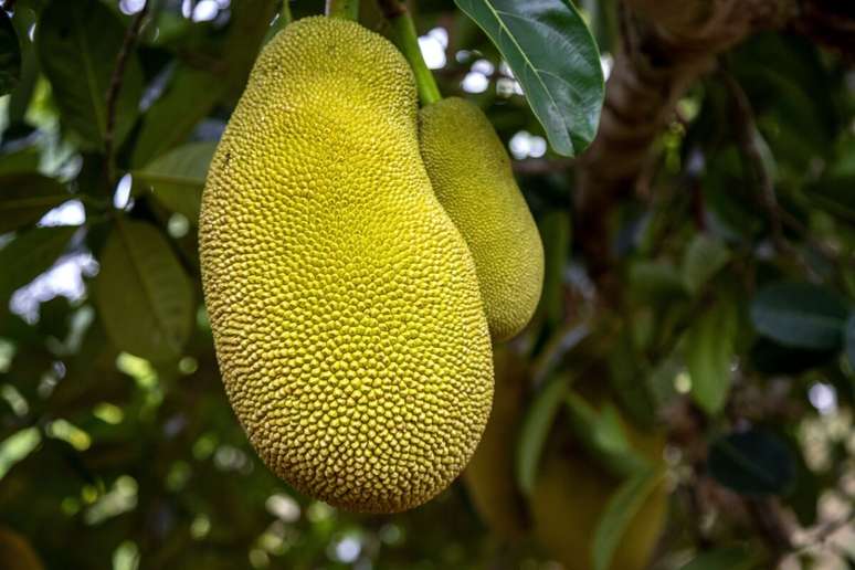 A jaca &eacute; rica em nutrientes que oferecem uma variedade de benef&iacute;cios para &agrave; sa&uacute;de