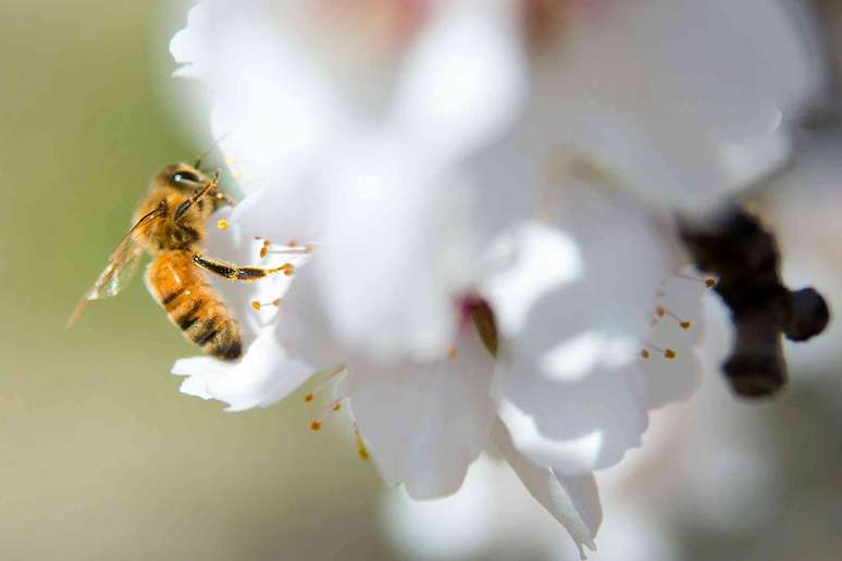 Uma abelha poliniza uma amendoeira em um pomar. David Kosling/U.S. Department of Agriculture, CC BY