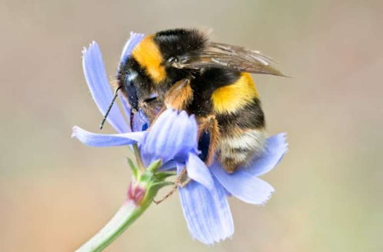 Uma abelha 'almoça' em uma flor: ritmo acelerado das mudanças climáticas também está afetando a polinização, colocando em risco a prosperidade e sobrevivência de plantas e polinizadores HIllsboro Parks & Rec, CC BY-NC-ND