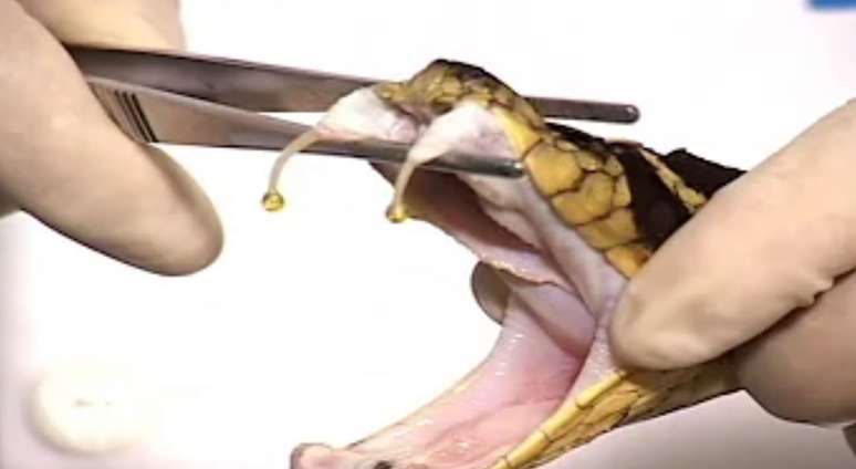 Dependendo do volume de veneno, a morte pode ocorrer em apenas 20 minutos.