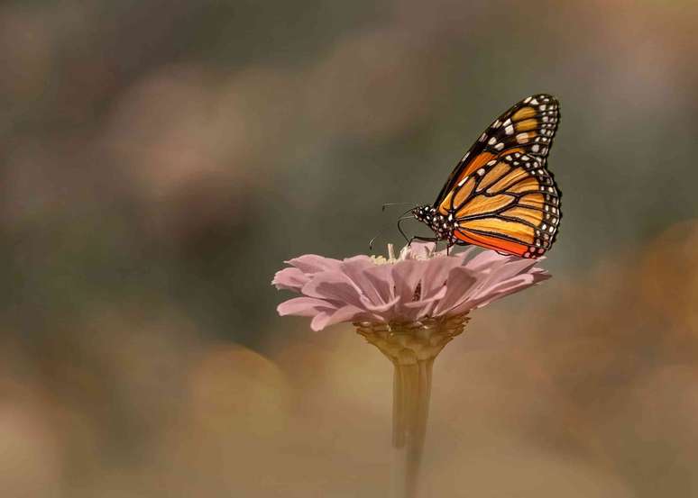 Uma borboleta em uma flor.