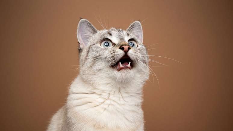 The mediaship of cats: did you know they are guardians? The mediaship of cats: did you know they are guardians?