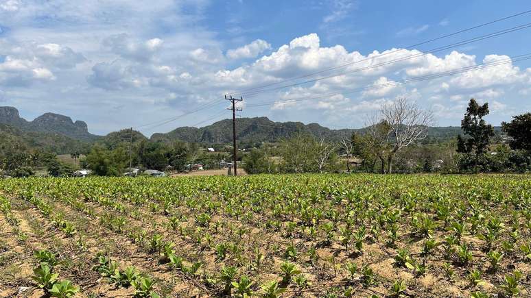 Planta&ccedil;&atilde;o de tabaco em Vi&ntilde;ales, na prov&iacute;ncia de Pinar del R&iacute;o
