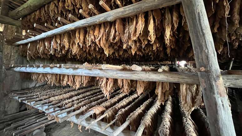 Local de armazenamento e secagem das folhas de tabaco ap&oacute;s a colheita