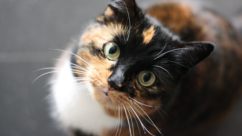 Find out how religions have intensified the abdominalization of cats