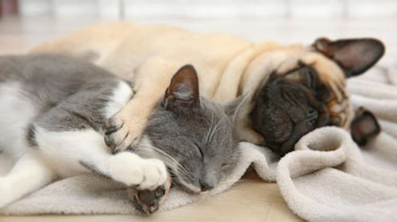 Análise de crânios de diversas raças domesticadas e de lobos, cães e felinos selvagens encontrou uma convergência de características entre alguns destes animais de estimação de espécies diferentes provocada pela predileção humana por determinados traços nos animais Africa Studio/Shutterstock