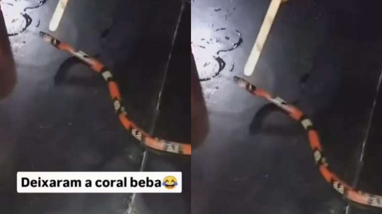 PCDF autua homem por crime ambiental contra serpente silvestre 