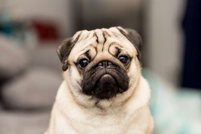 O pug é um cachorro tranquilo e uma ótima companhia para os idosos 