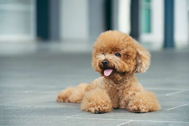 O poodle toy é sensível e tranquilo dentro de casa 