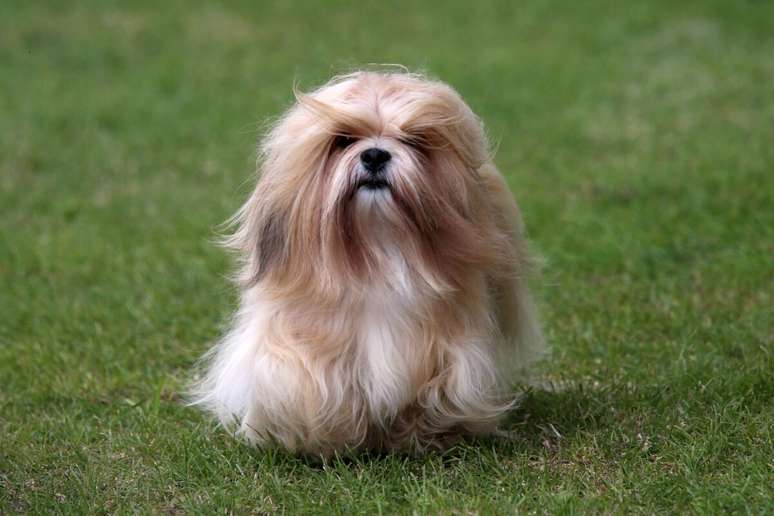 O lhasa apso é calmo e gosta de estar próximo ao tutor 