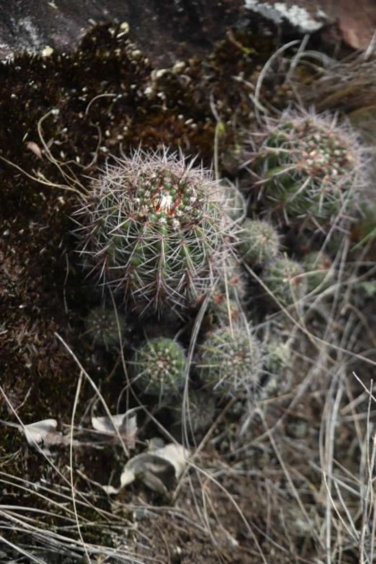Cactus bolinha (foto: Eduardo Vessoni)